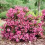 Weigela Sonic Bloom Punch&trade;