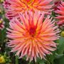 Dahlia Karma Sangria&reg; Cactus Dahlia Bulb