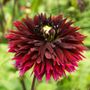 Dahlia Black Touch Fimbriata (Decorative x Semi Cactus) Dahlia Bulb