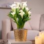 White Calla Lily Plant