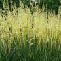 Festuca Glow Sticks Ornamental Tall Fescue