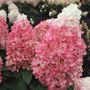 Hydrangea Magical&reg; Ruby Snow Panicle Hydrangea