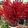 Ilex Magical&reg; Amaranth Winterberry