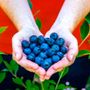 Vaccinium DownHome Harvest&reg; Bless Your Heart&reg; Blueberry
