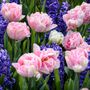 Tulip Foxtrot & Hyacinth Blue Jacket Blend Bulbs