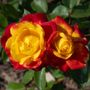 Sunbelt&reg; Garden Flame&trade; Floribunda Rose