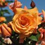 Tangerine Skies&trade; Arborose&reg; Climbing Rose