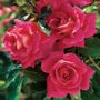 Miss Behavin&trade; Floribunda Rose