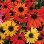 Echinacea Cheyenne Spirit Mix