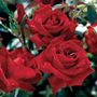 Beloved Hybrid Tea Rose