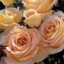 Honey Bouquet&trade; Floribunda Rose
