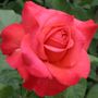 Light My Fire&trade; Floribunda Rose