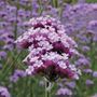Lollipop Verbena