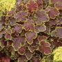 Heucherella Solar Eclipse Coral Bells