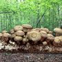 Mushroom Shiitake Fruiting Kit