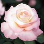 Crescendo&reg; Hybrid Tea Rose