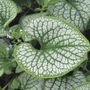Brunnera Sea Heart