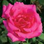 Astounding Glory Hybrid Tea Rose
