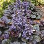 Ajuga Black Scallop