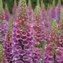 Candy Mountain Foxglove