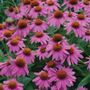 Echinacea PowWow&reg; Wild Berry Coneflower