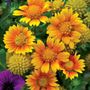 Gaillardia Arizona Apricot