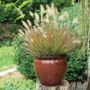 Burgundy Bunny Fountain Grass