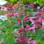 Agastache Rosie Posie Hyssop
