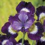 Iris Jewelled Crown