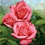 Aromatherapy Hybrid Tea Rose