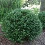 Buxus North Star&reg; Boxwood