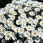 Leucanthemum Snow Cap