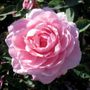 Belindas Dream Shrub Rose