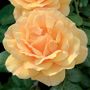 Easy Going&trade; Floribunda Rose