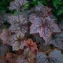 Heuchera Palace Purple