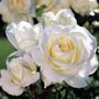 Moondance Floribunda Rose