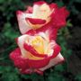Double Delight 36-Inch Tree Rose