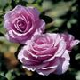 Fragrant Lavender Simplicity Hedge Rose