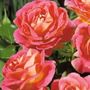 Shazam! Floribunda Rose