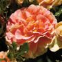 Caribbean Breeze Floribunda Rose