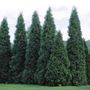 Thuja Green Giant Arborvitae
