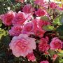 Social Climber Climbing Rose