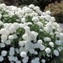 Hydrangea Annabelle