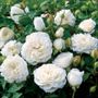 Pure Perfume Shrub Rose