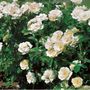 White Simplicity Hedge Rose