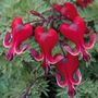 Dicentra Burning Hearts
