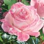 April in Paris Hybrid Tea Rose
