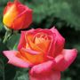 Summer Nights Hybrid Tea Rose