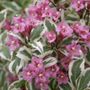My Monet&reg; Weigela