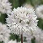 Allium Graceful Beauty Bulbs